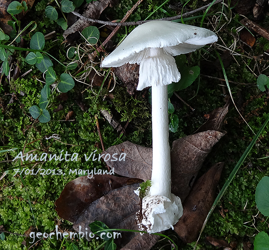 *Amanita virosa*