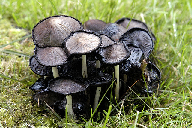 *Coprinopsis atramentaria* By James Lindsey