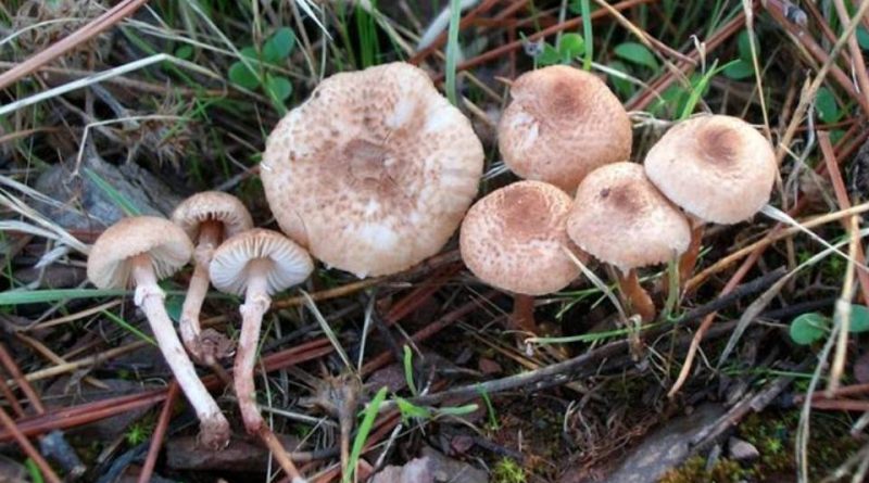 *Lepiota helveola*