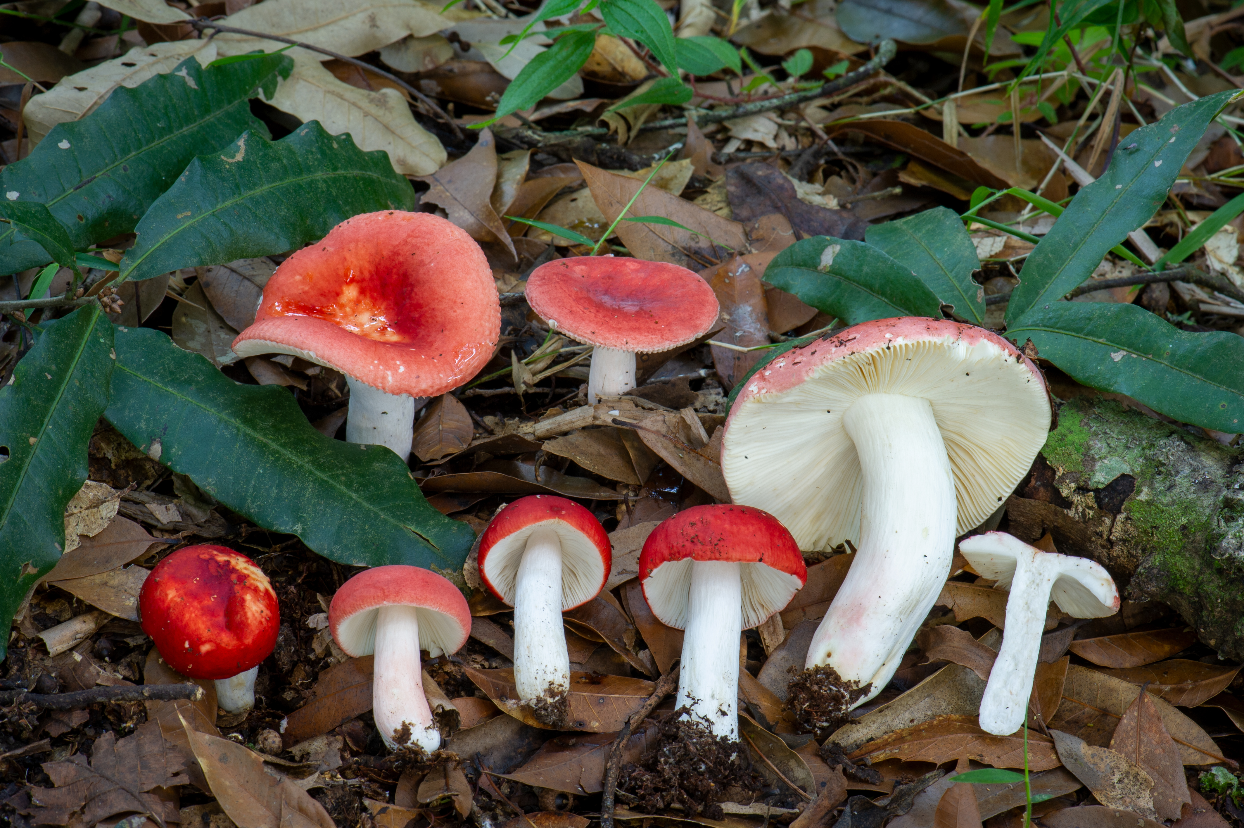 *Russula mexicana* By Alan Rockefeller - Own work, CC BY-SA 4.0